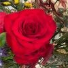 blovely26